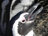 Magellan penguin close-up